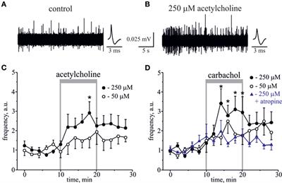 Cholinergic Nociceptive Mechanisms in Rat Meninges and Trigeminal Ganglia: Potential Implications for Migraine Pain